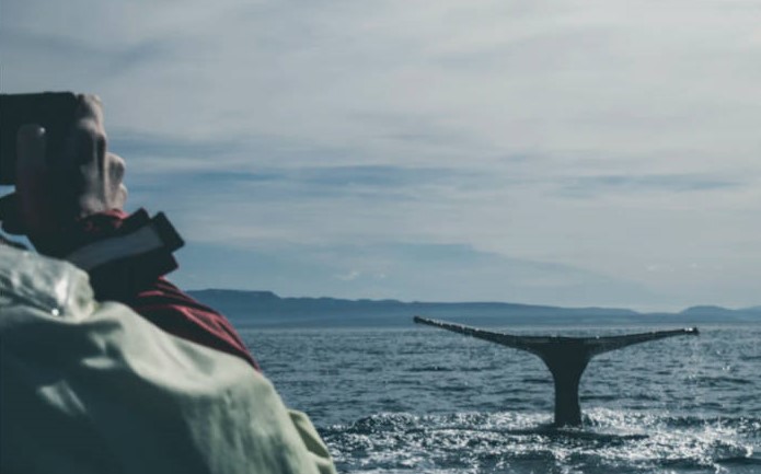 Wale beobachten in Dänemark 